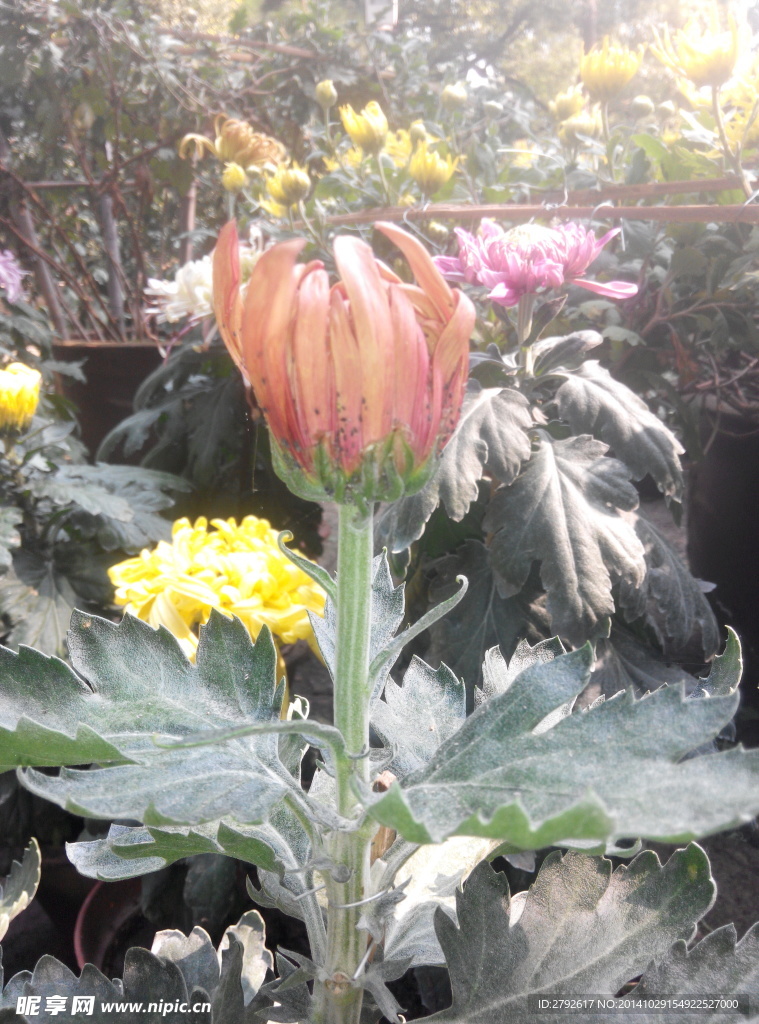 菊花