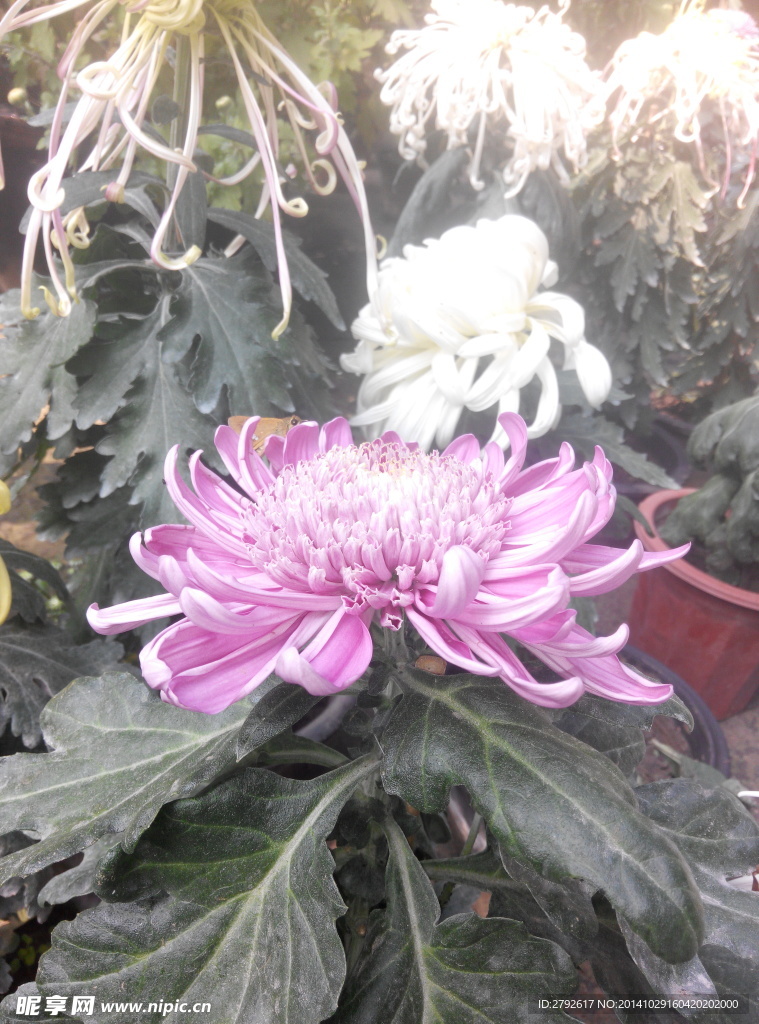 菊花