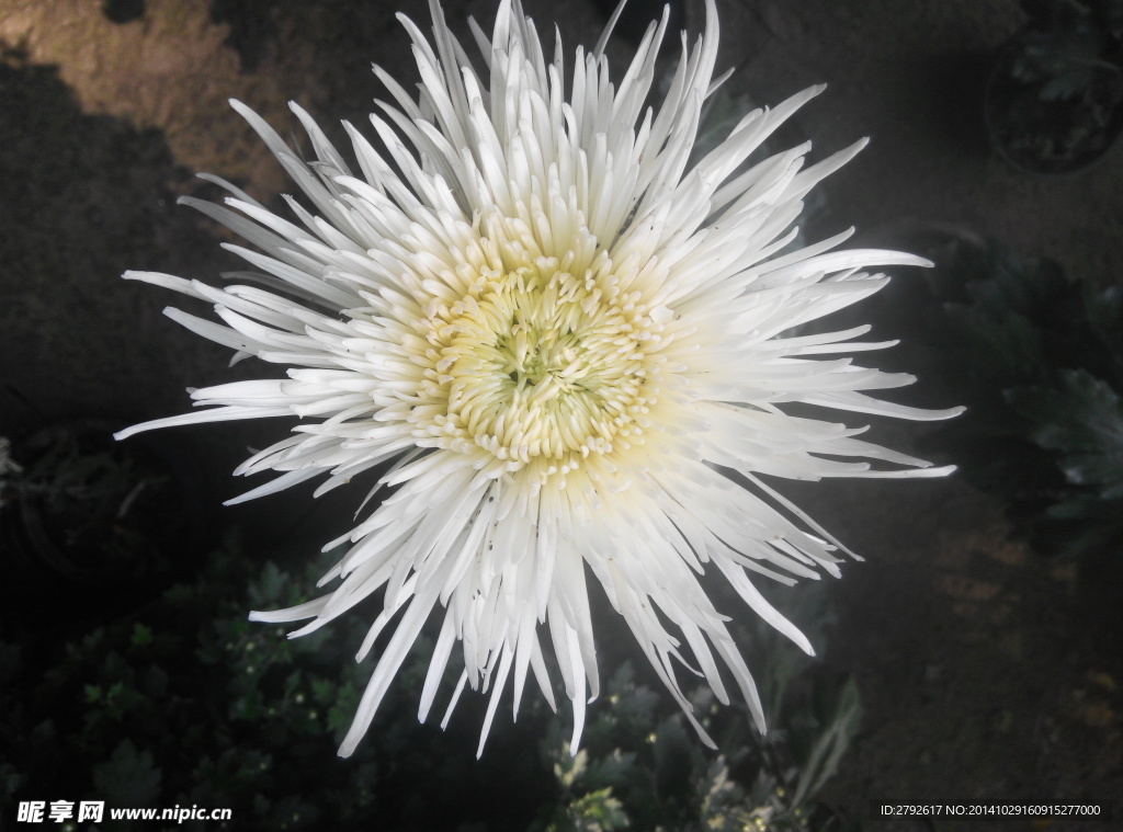 菊花
