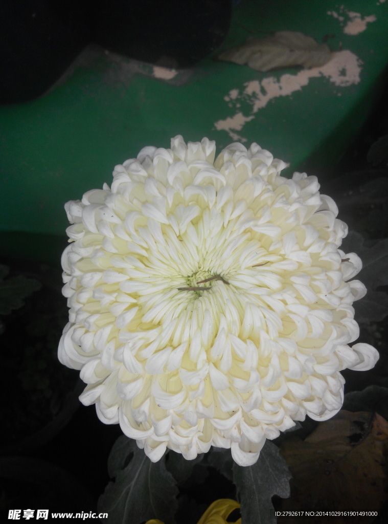 菊花