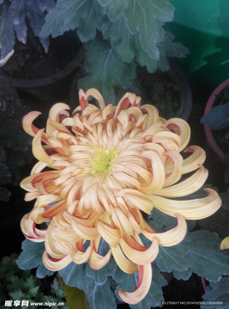 菊花