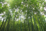 竹林