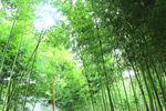 竹林图片