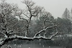 雪中孤树