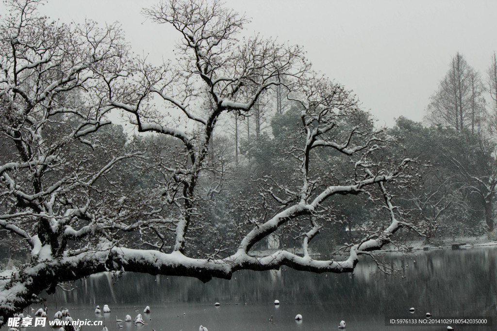 雪中孤树