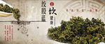 绞股蓝