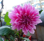 地瓜花