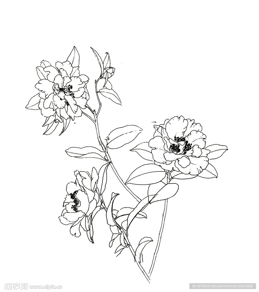 手绘花卉 线稿 手绘牡