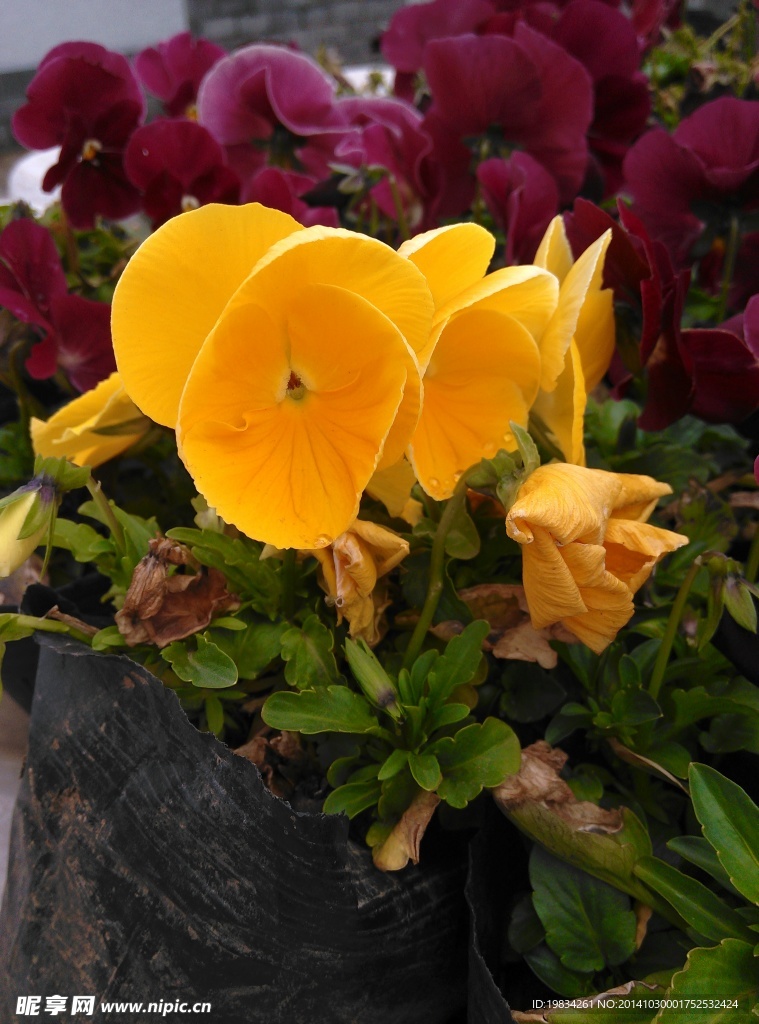 黄色的花