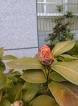 山茶花