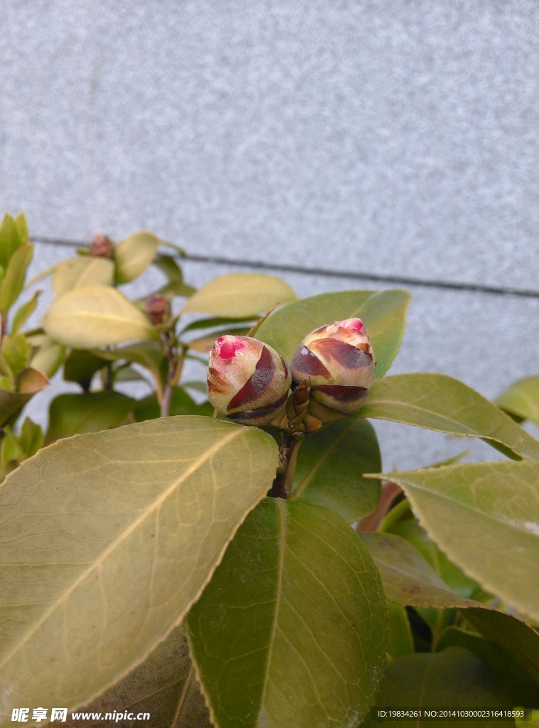 山茶花