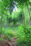 竹林
