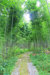 竹林