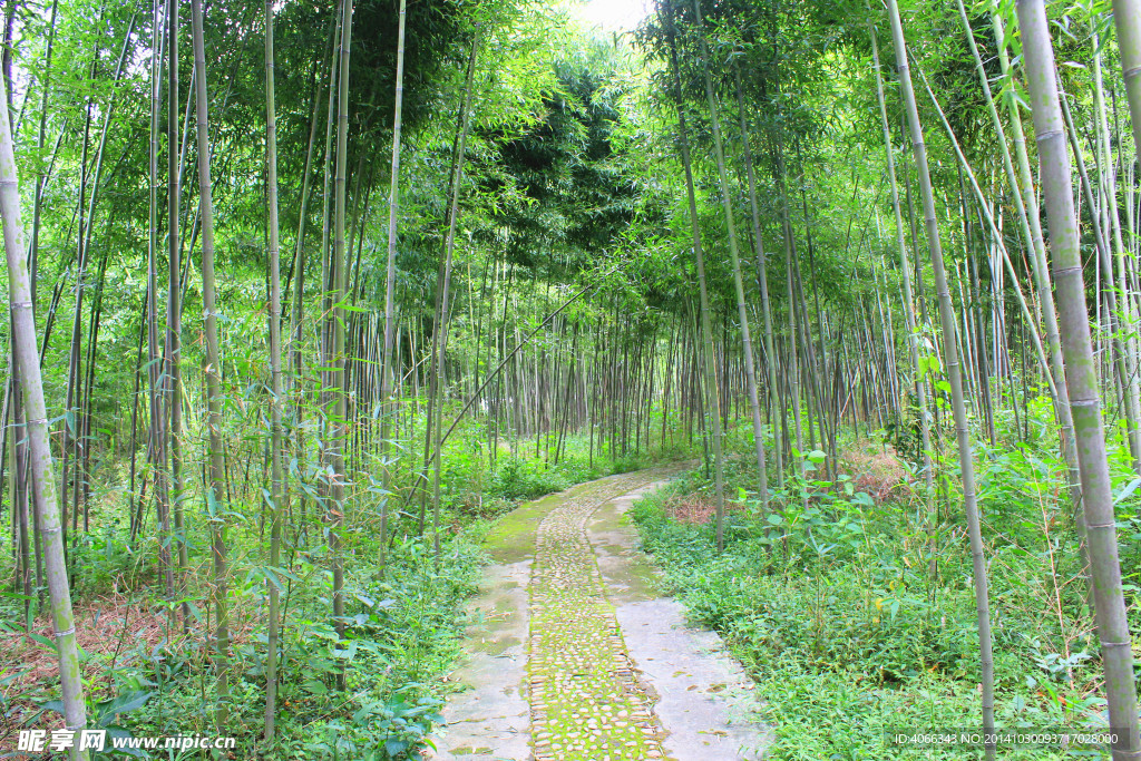 竹林