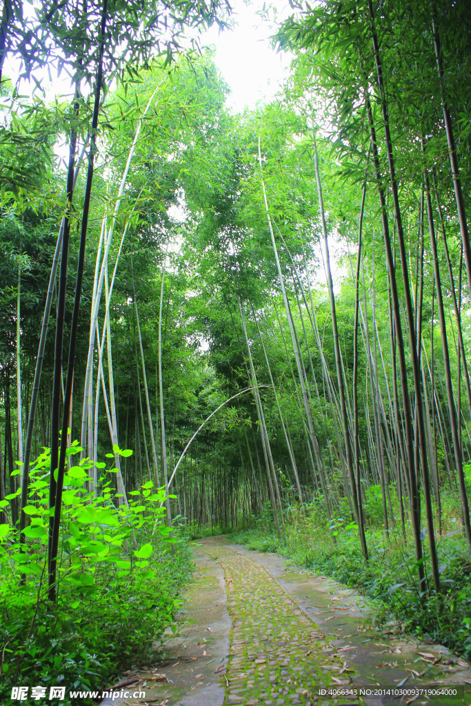 竹林
