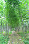 竹林