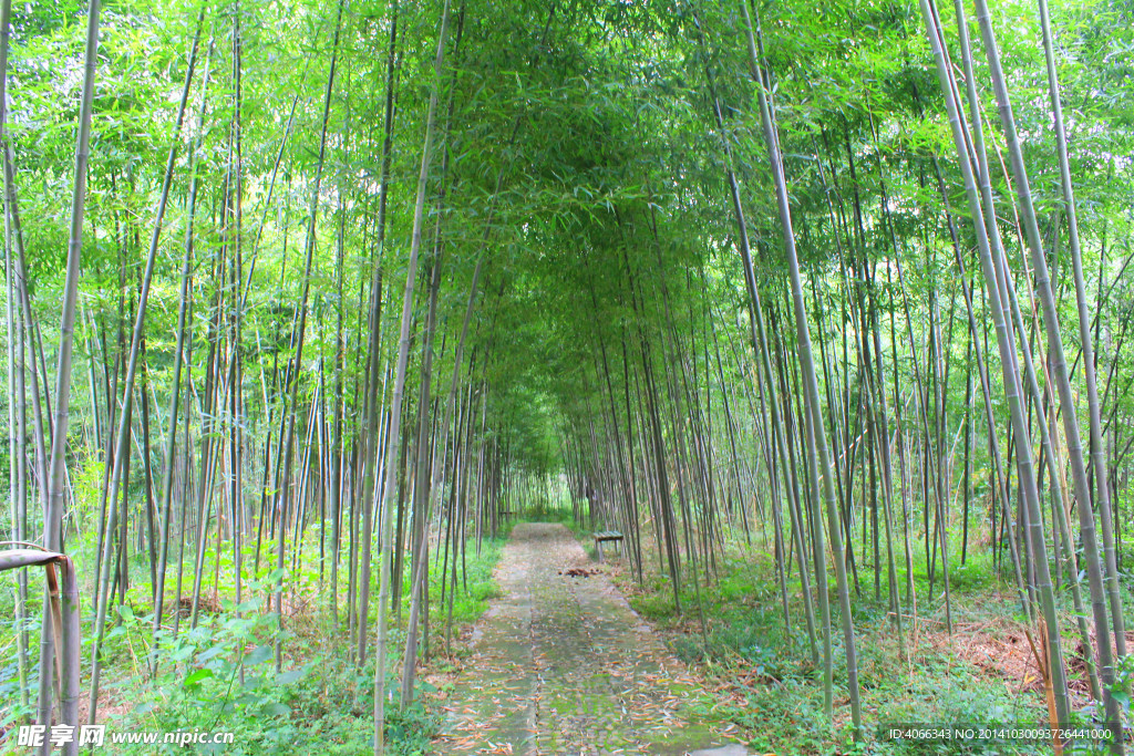 竹林 竹子