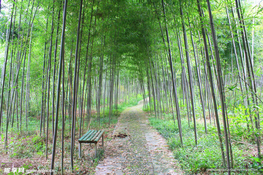 竹林
