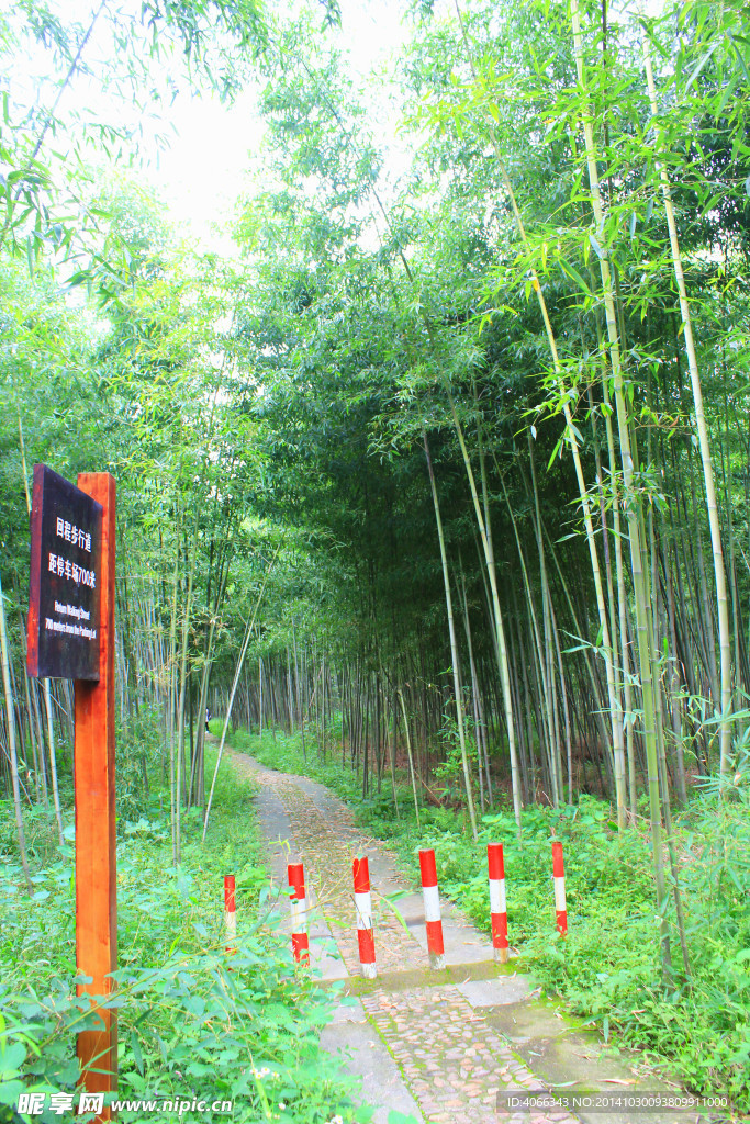 竹林
