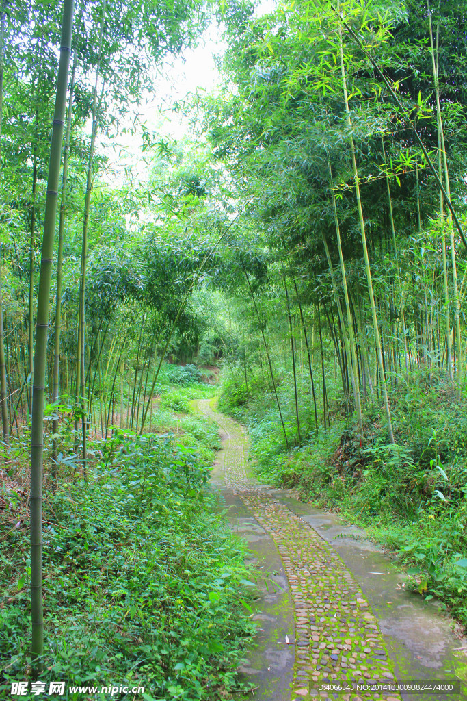 竹林 竹子