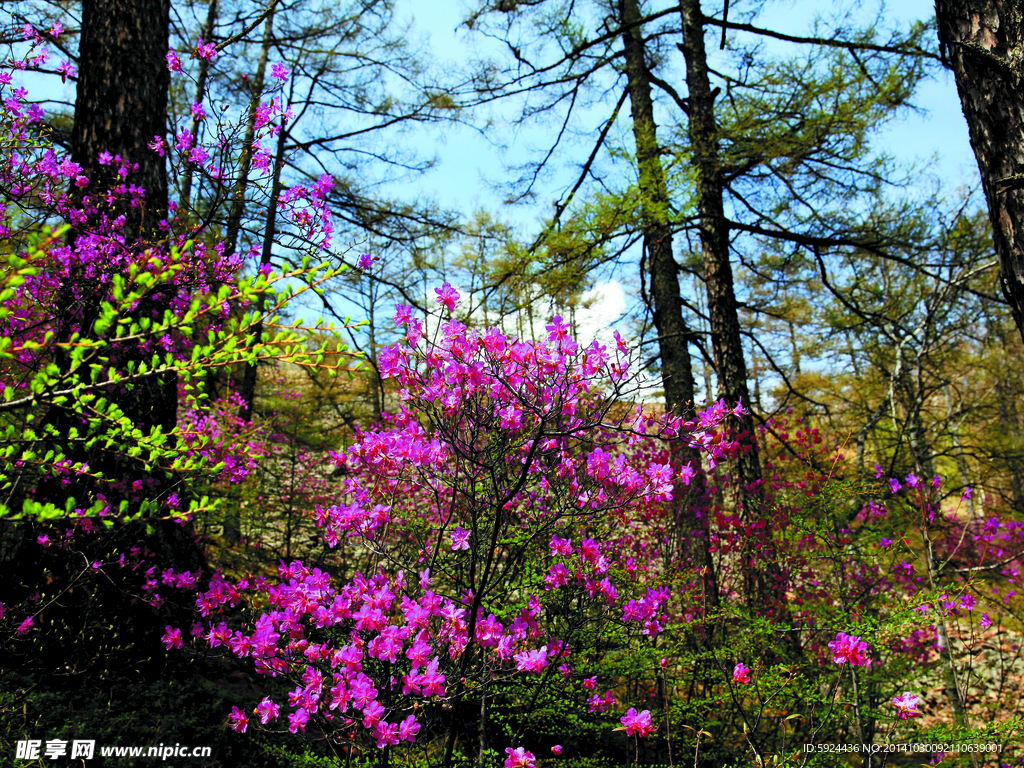 杜鹃花