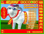 金顶鲜