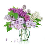 丁香花