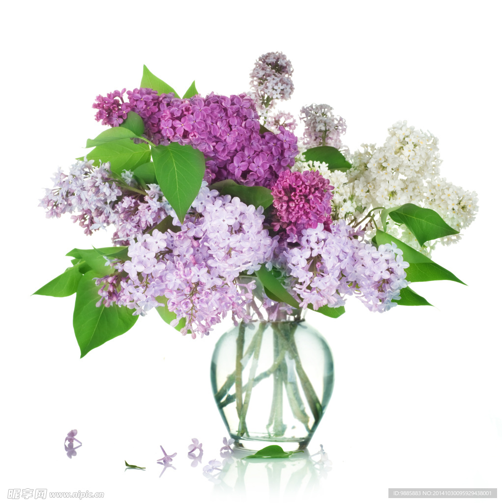 丁香花