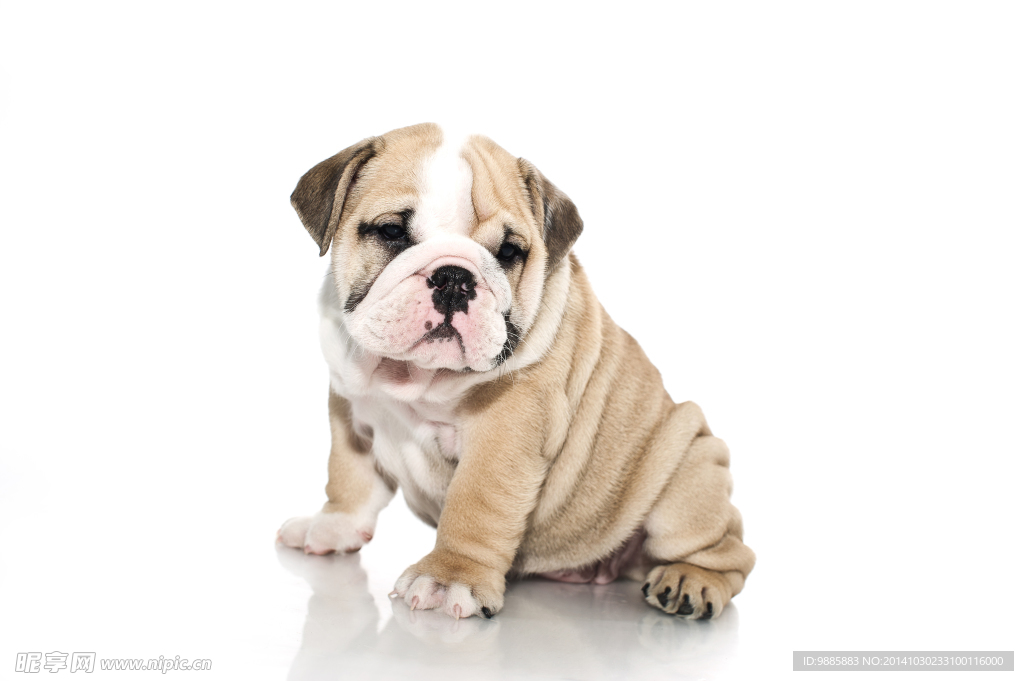 斗牛犬