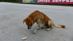 中华田园犬