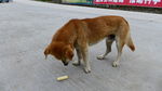 中华田园犬