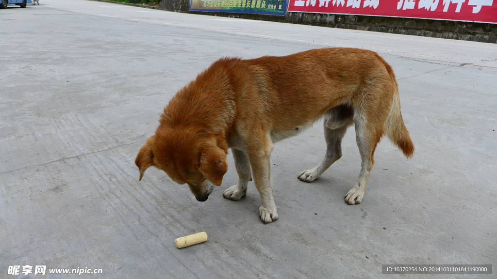 中华田园犬
