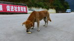 中华田园犬