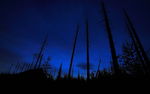 森林夜空