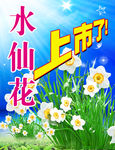 水培花上市海报
