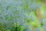 野花花蕊 白色小花