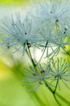 野花花蕊 白色小花