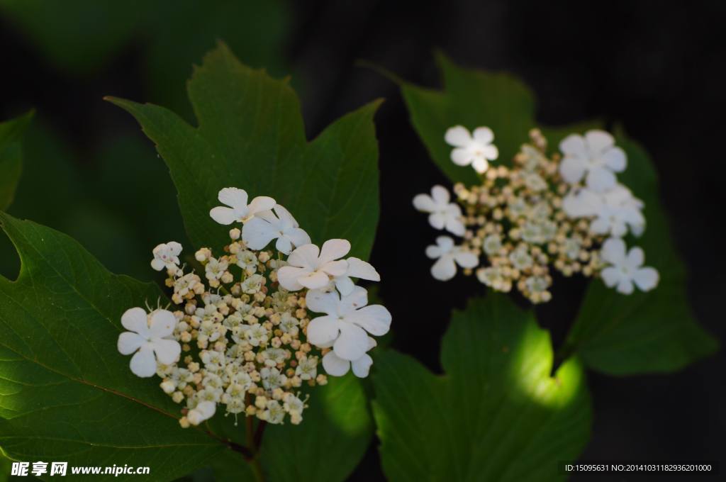 白色小花 花朵 六月花