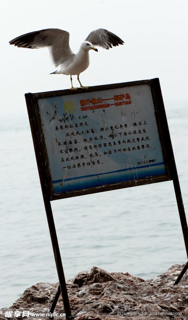 海鸥
