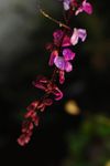 梅豆花 花朵
