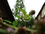 雨中紫花