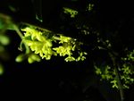 夜晚的桂花