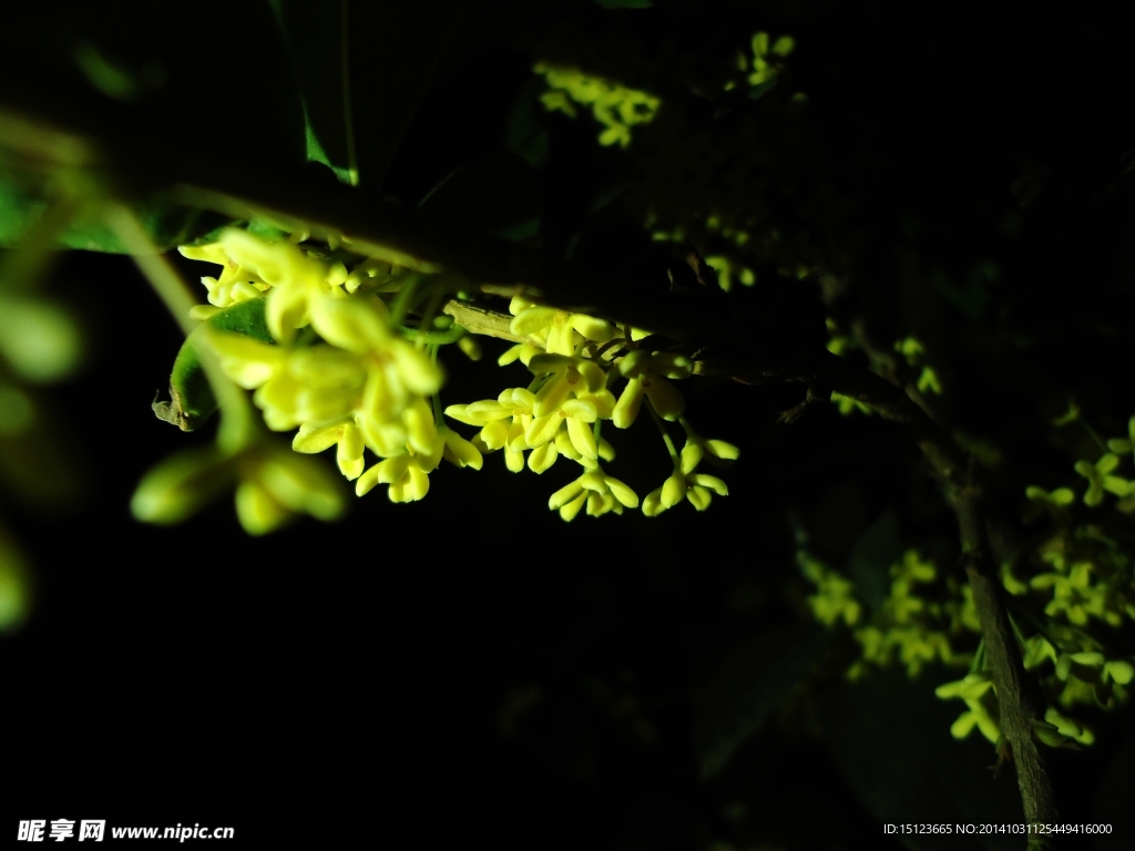 夜晚的桂花