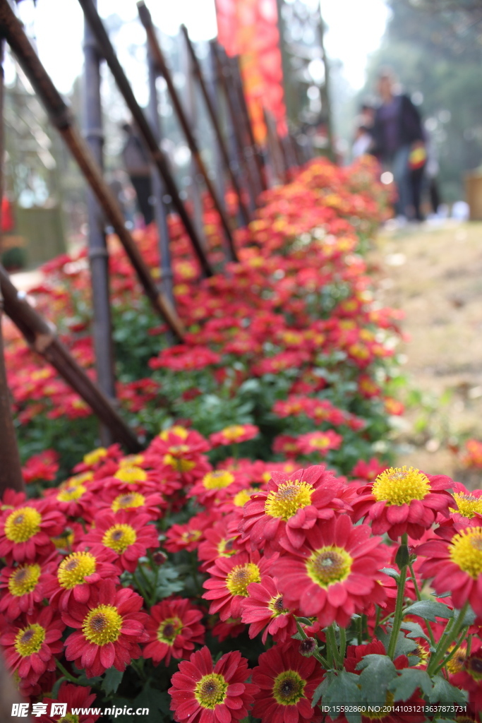 菊花