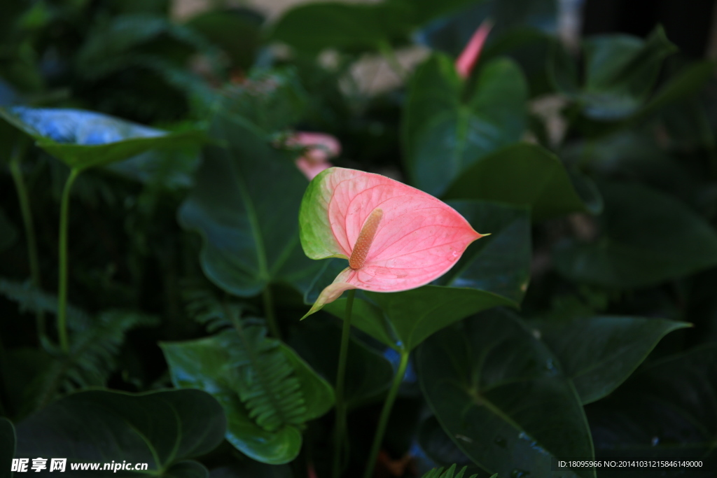 粉掌花