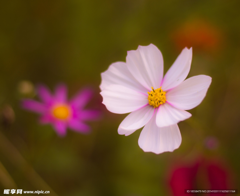 格桑花