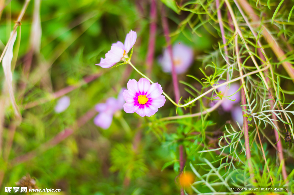 格桑花