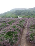 薰衣草