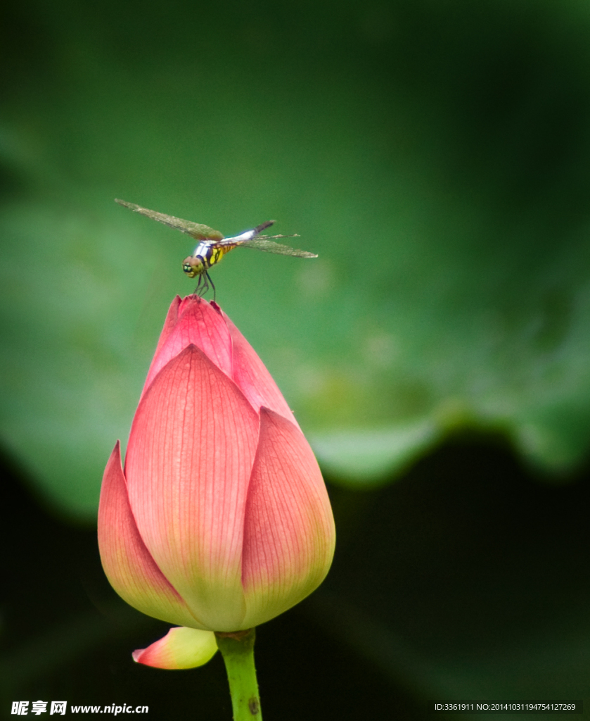 蜻蜓舔荷