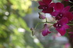 优美兰花